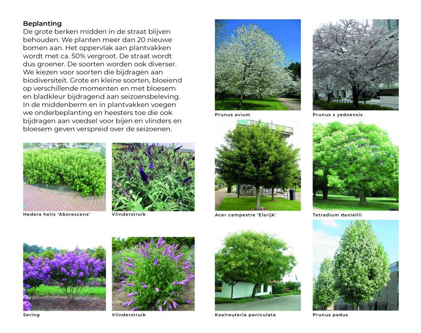 Afbeeldingen met diverse bomen en struiken